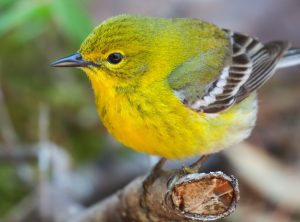 A little green and yellow bird stands on a branch in the forest of Mackinac Island State Park