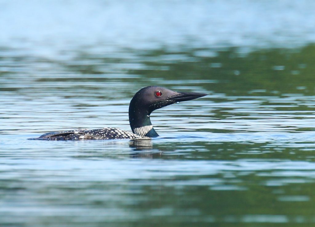 Birders visiting Mackinac Island will find many different species of birds including the Common Loon.