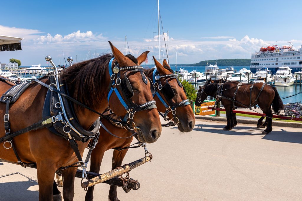 A pair of horses lead a carriage past the Mackinac Island marina with a cruise ship on the water in the background