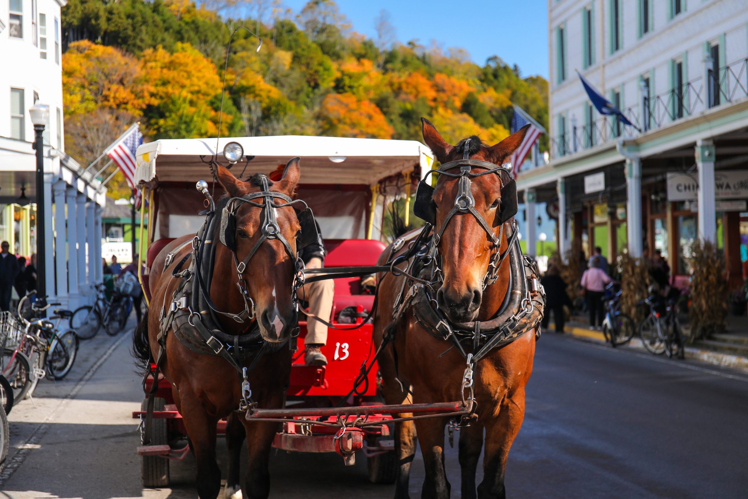 Home - Horse Drawn Carriage Company