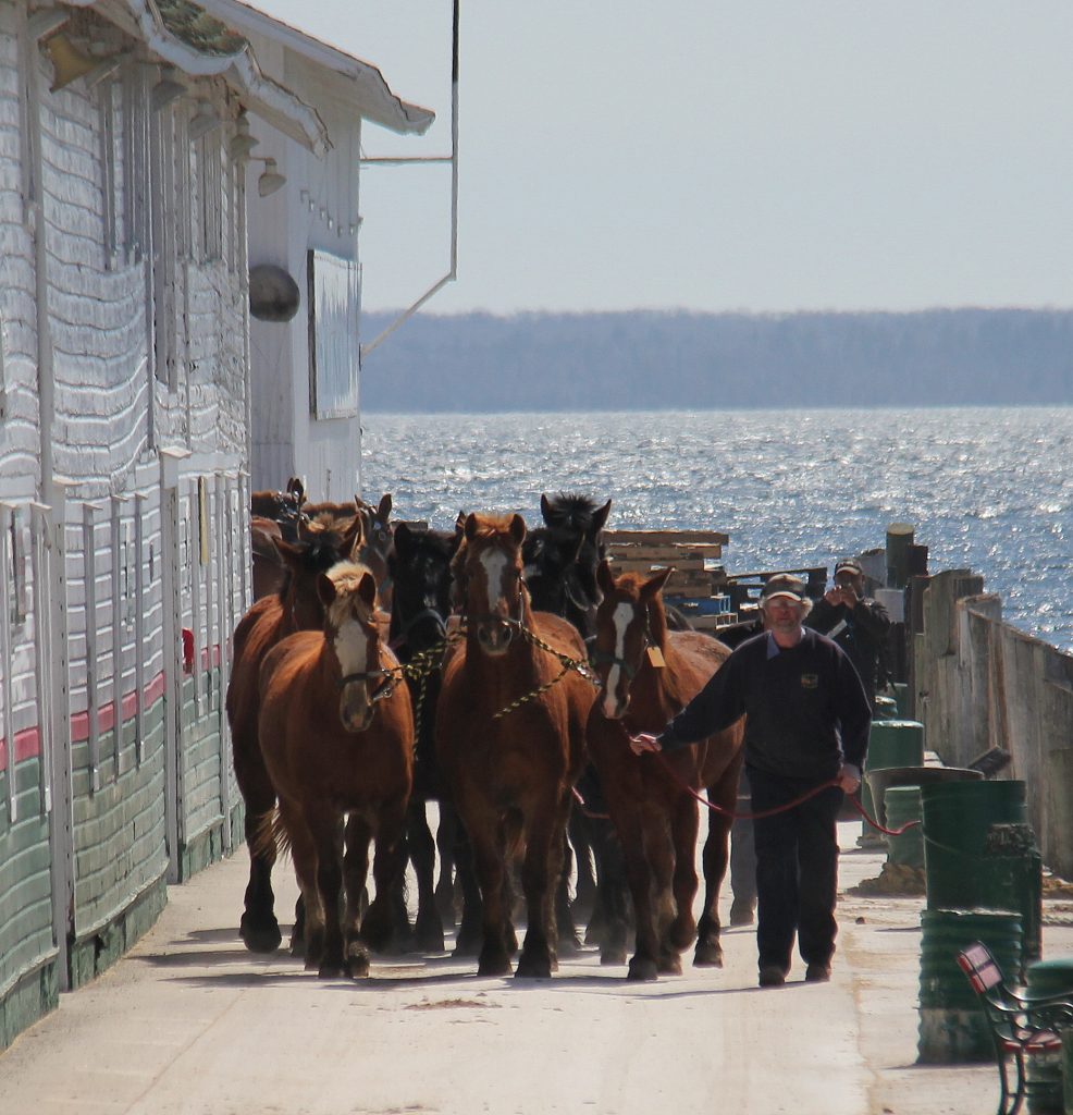 A group of horses is led along the ferry dock after returning to Mackinac Island on an early spring day
