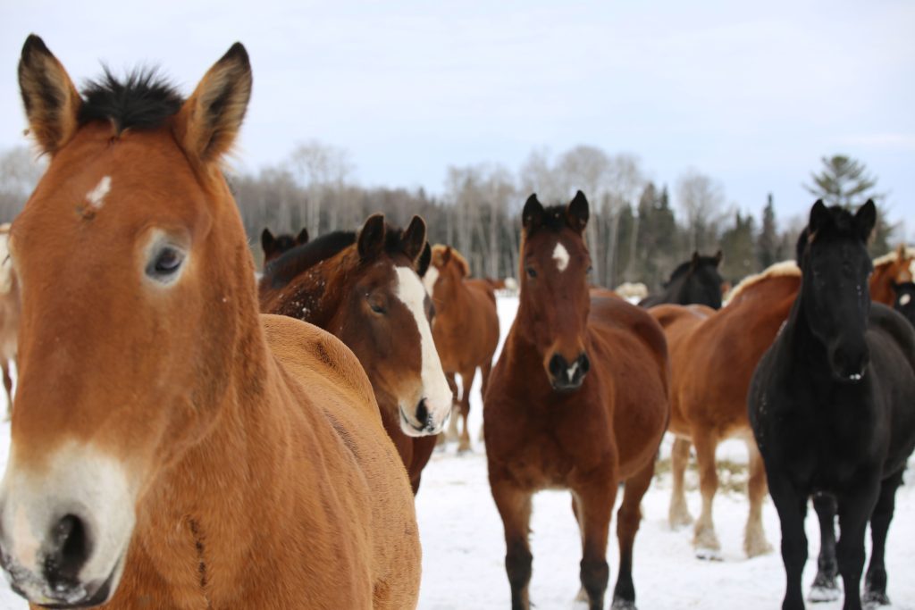 Horses from Mackinac Island roam around a farm in Michigan's Upper Peninsula during the winter