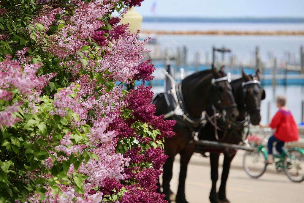 73rd Annual Mackinac Island Lilac Festival Mackinac Island Tourism Bureau