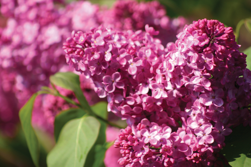 A gorgeous pink lilac bloom on Michigan's Mackinac Island, home of the Mackinac Island Lilac Festival