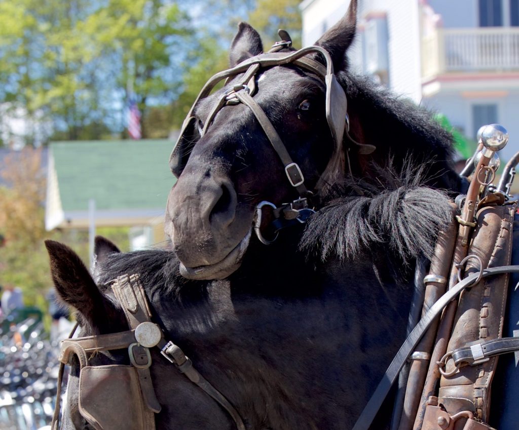 More than 600 horses work on Mackinac Island, making the Michigan travel destination the place where “horse is king.”