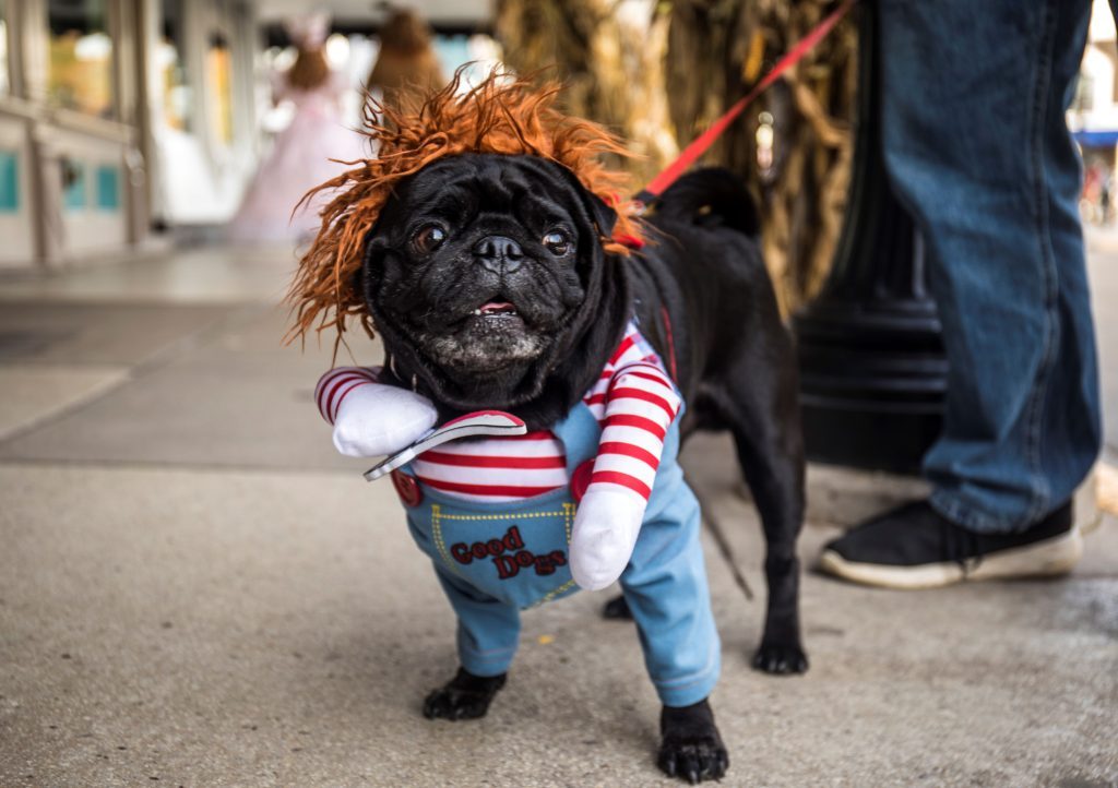 A dog with a wig and dressed in overalls and a red and white striped shirt stands for the camera during Mackinac Island's Halloween Weekend