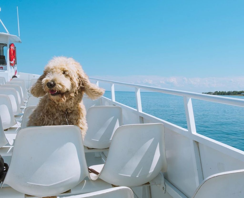 A little dog stands on a seat on the top deck of a Mackinac Island ferry crossing the water on a sunny day