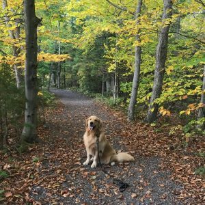 A dog sits on a Mackinac Island trail covered with fallen leaves