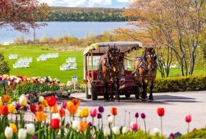A horse-drawn carriage passes a roadside garden of tulips near the Great Lawn at Mackinac Island’s Mission Point Resort