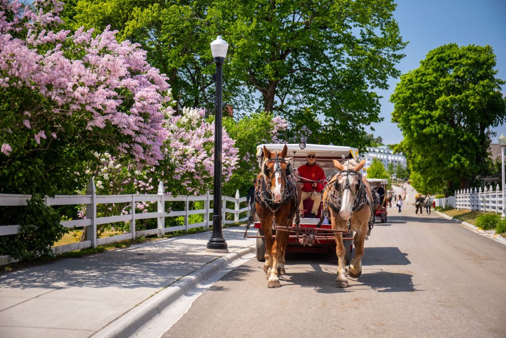 A horse-drawn carriage passes by blooming lilacs on the road below Mackinac Island’s Grand Hotel