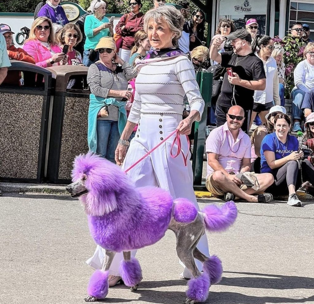 A purple poodle walks with its handler in the Mackinac Island Lilac Festival parade