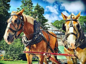 Two horses pull a Mackinac Island carriage on a sunny summer day