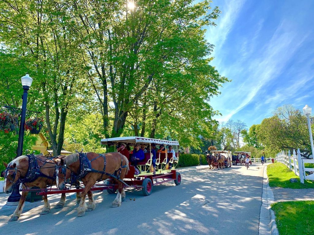 A series of public horse-drawn carriage tours move down a Mackinac Island street lined with green trees