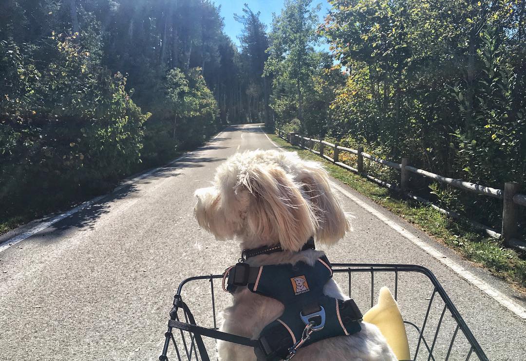 are dogs allowed on mackinac island michigan