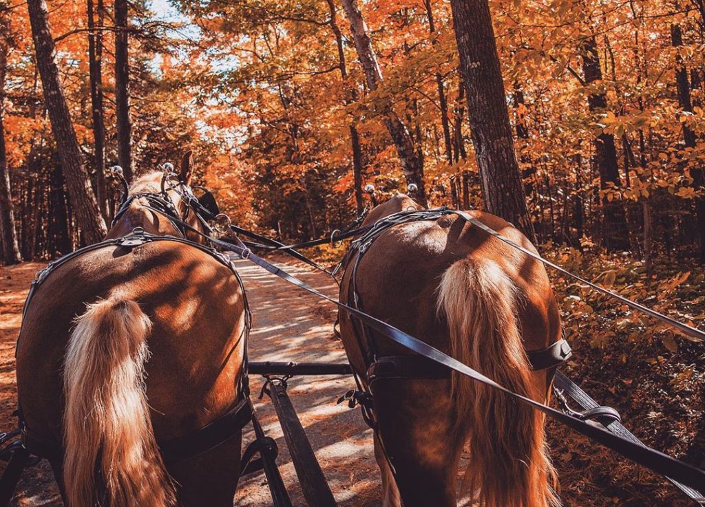 Horse-drawn carriage tours of Mackinac Island can be especially charming and beautiful in the fall.