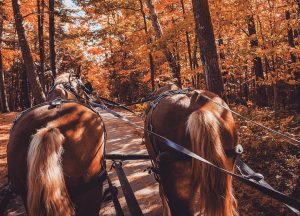 Horse-drawn carriage tours of Mackinac Island can be especially charming and beautiful in the fall.