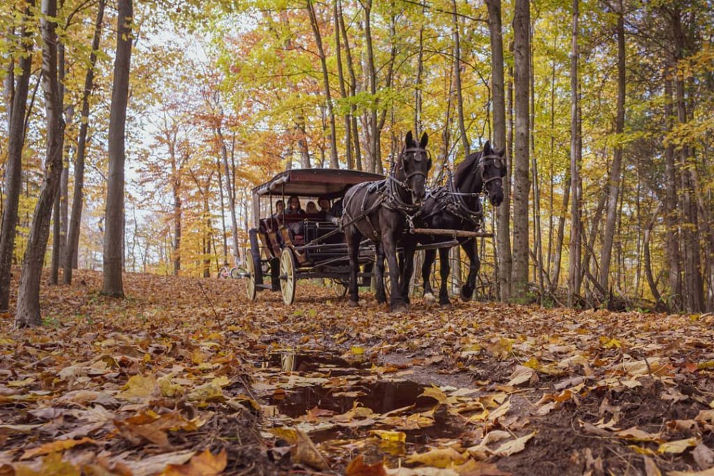 A horse-drawn carriage makes its way down a road covered with fallen leaves on a fall day on Mackinac Island