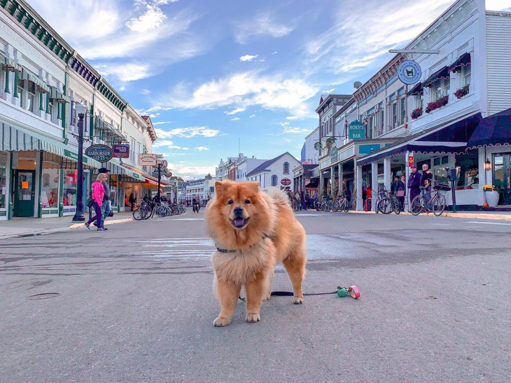 A cute little dog stands with a leash at its feet in the middle of Main Street on Mackinac Island