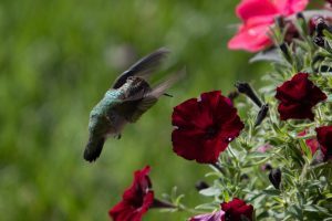 A hummingbird hovers next to a plant with red flowers along the British Landing Nature Trail on Mackinac Island