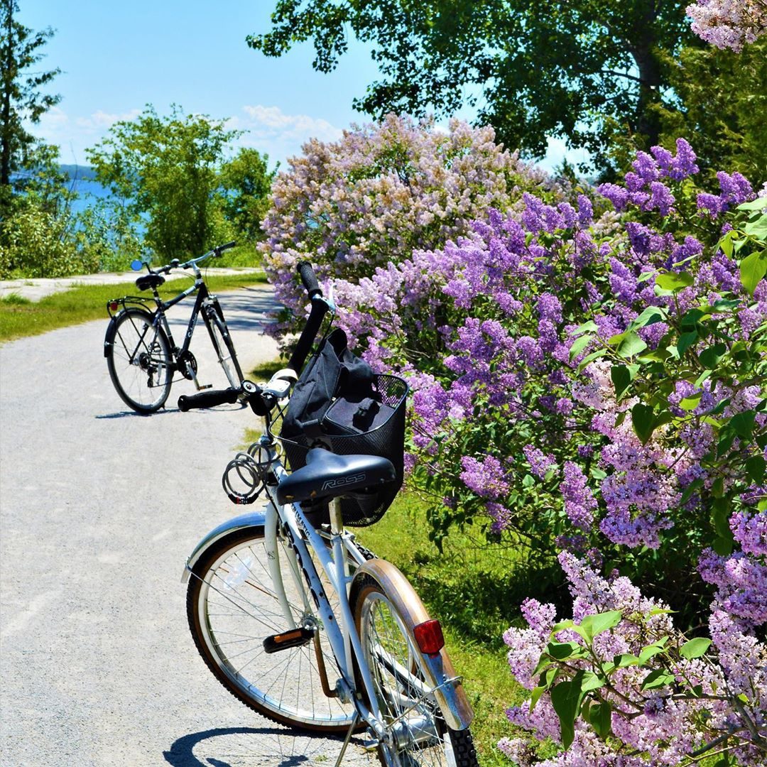 Two bicycles sit parked on the road near blooming lilacs by the water on Mackinac Island