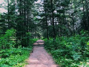 A dirt trail runs through the woods of Mackinac Island State Park