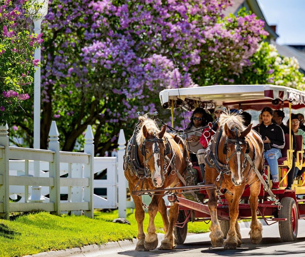 A horse-drawn carriage goes past flowering lilac stems on a sunny day on Mackinac Island