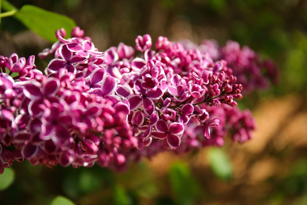 A beautiful pink lilac bloom on Michigan’s Mackinac Island