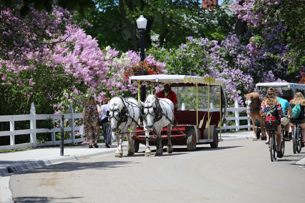 A horse-drawn carriage passes by a beautiful bloom of lilacs on a Mackinac Island street
