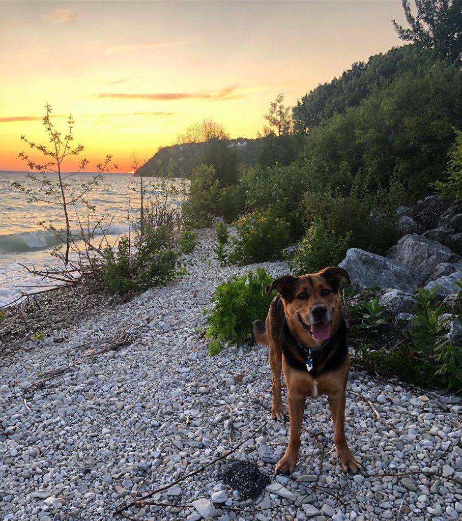 Dog by Shore – Mackinac Island Tourism Bureau