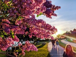 The setting sun peeks from behind blooming lilacs along the Mackinac Island boardwalk on a gorgeous summer evening