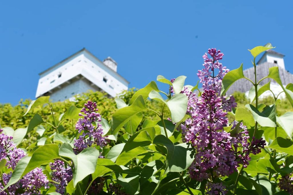 Lilacs bloom below Fort Mackinac on gorgeous Mackinac Island